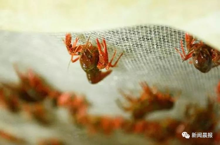 小龙虾涨价上市!寿宁路商家嫌利润少不卖小虾