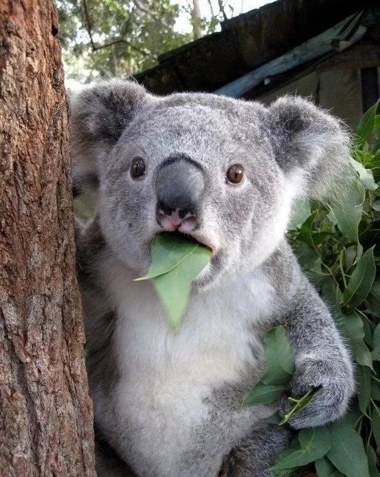 虽然可爱,但简直笨到爆炸!考拉这智商是怎么活到现在的!