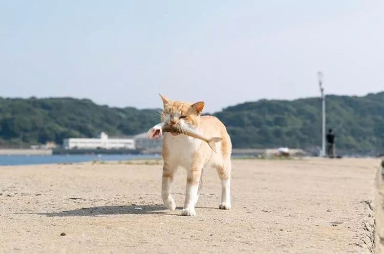 日本这11座猫岛，听说人气已经盖过了奈良小鹿…