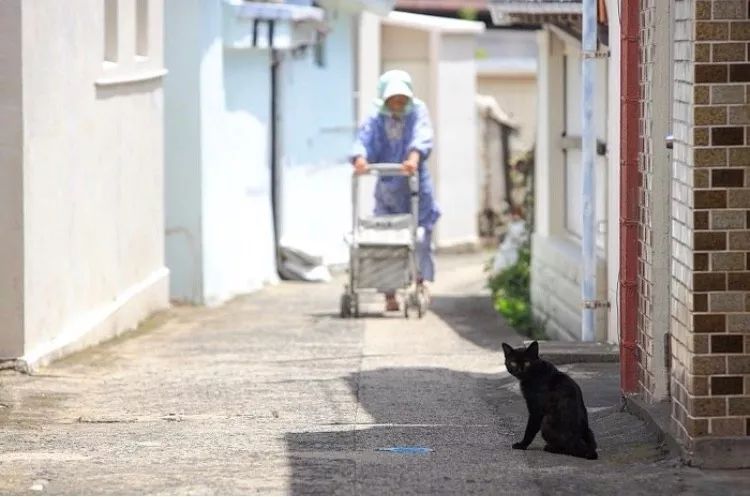 日本这11座猫岛，听说人气已经盖过了奈良小鹿…
