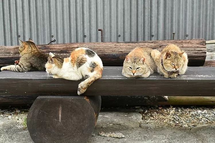 日本这11座猫岛，听说人气已经盖过了奈良小鹿…