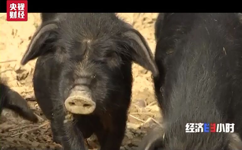 凤凰娱乐博彩公司_CBA广东队主场的“广告牌”,出状况了