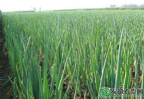 厉害了,原来大葱也是有需肥规律的