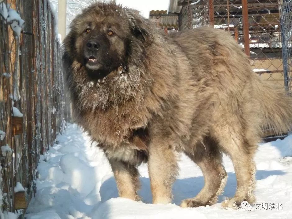 淮北的宠物狗死后为何要送屠宰场?相关部门作出解答