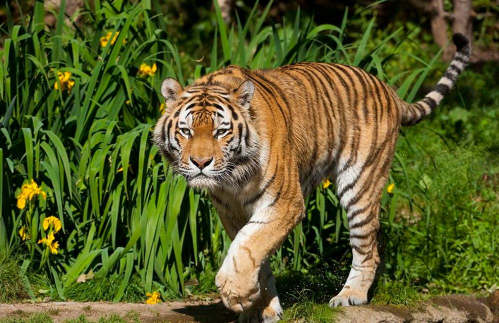 送送送!500 张门票免费送!海都萌宠嘉年华&