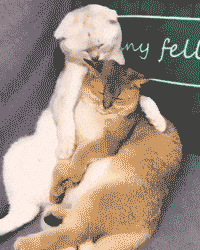 姑娘吃的啥体质这么好?动图 这种东西妹子也能用?