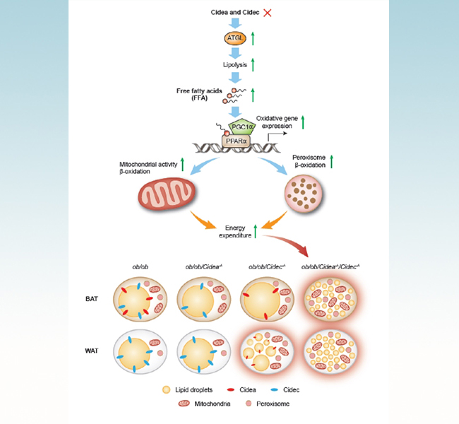 清华李蓬课题组发文揭示脂滴介导的细胞器协作调控脂肪细胞能量代谢的机制
