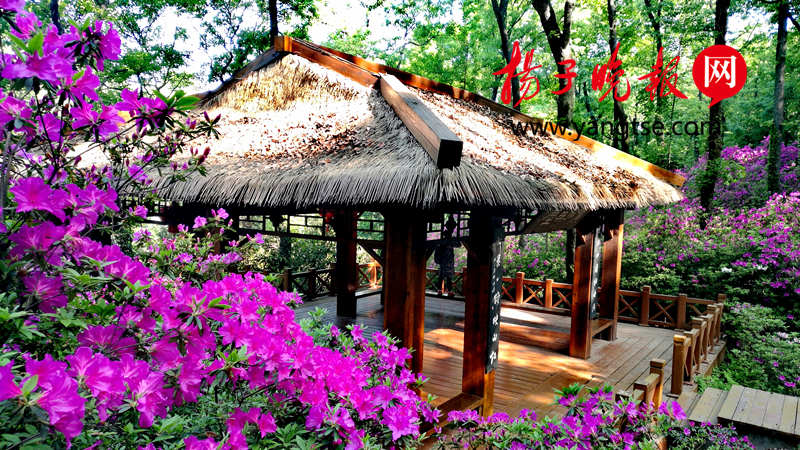 春到镇江南山 杜鹃花开满园