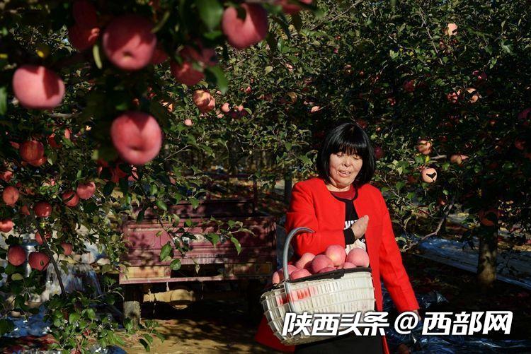 “三秦楷模” 付凡平：不向命运低头 走过平凡是不凡