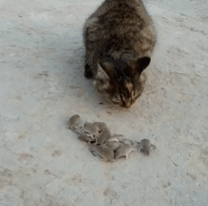 看来这位小姐姐有点敏感 动图 就你这屌样还想吃我