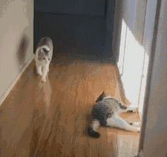 小姐姐，是谁给你的勇气来张开双臂的？