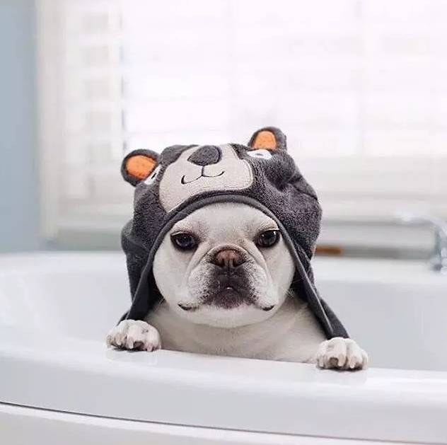 法斗微信头像，请打包!