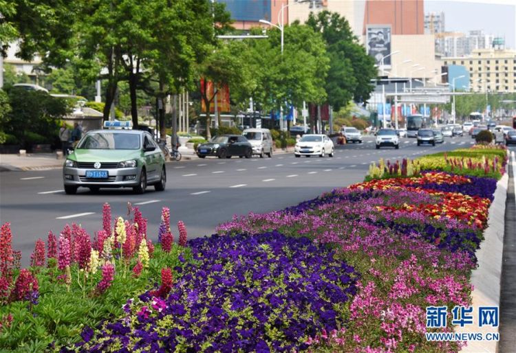 5月27日,青岛市山东路一处道路隔离花坛内各类时令花卉竞相绽放.