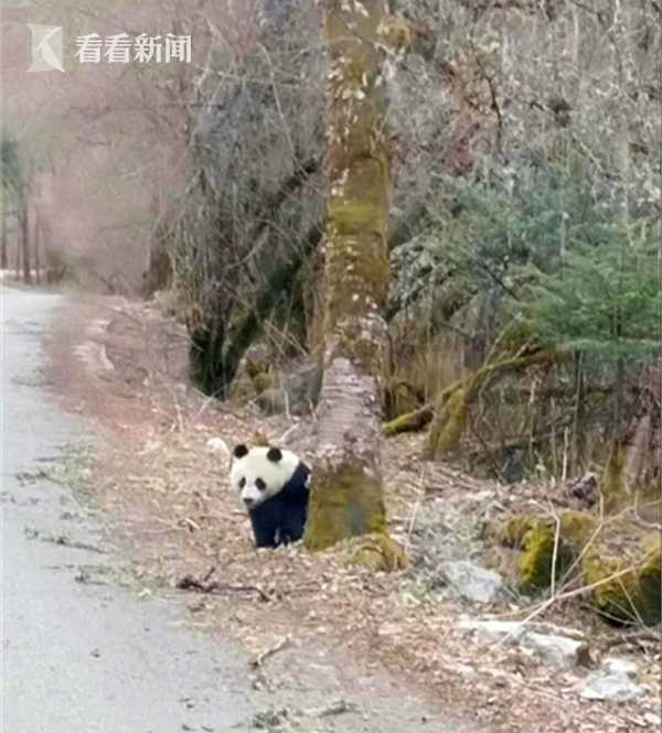 偶遇熊猫横穿马路 热点 热图4