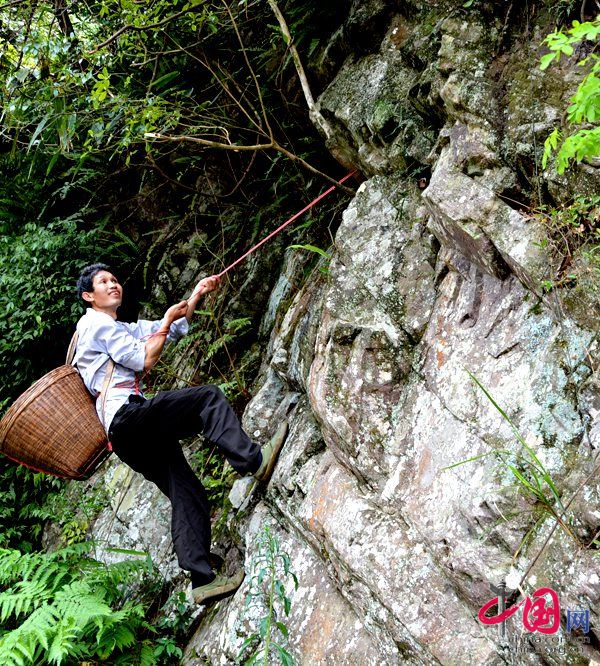 广西平乐县开发石崖茶产业助推贫困山区脱贫侧记