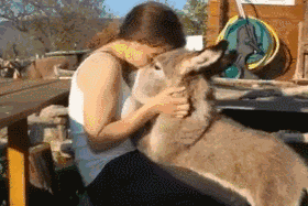 每年被驴踢死的人比空难还要多,这还没算上被马踢死的