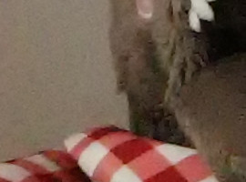 真相侠:数码相机的机内降噪和软件降噪如何选择?