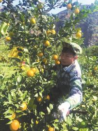 生态筑底 雅安争创乡村振兴示范市