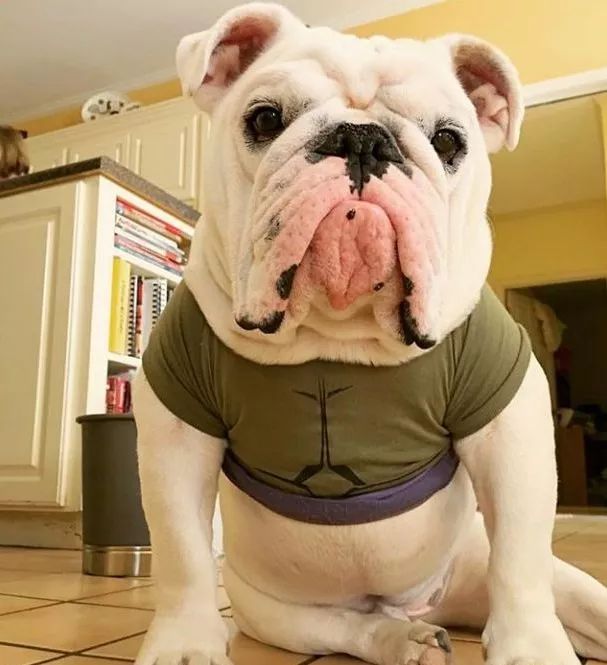 养英国斗牛犬你们后悔过吗?