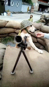 我们一起学喵叫，一起喵喵喵喵？