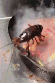 内衣gif_街拍弯腰看到内衣gif(3)