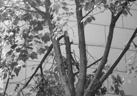 7月3日，长沙市开福区万国城3期，因起到缓冲作用，樟树顶端一处枝叶处于折断状态。图/记者 辜鹏博