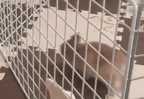 看来这位小姐姐有点敏感 动图 就你这屌样还想吃我