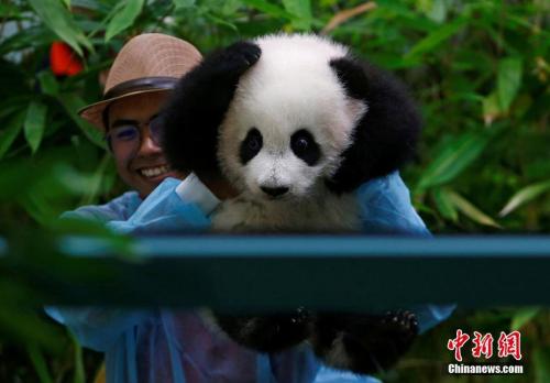 马来西亚熊猫幼崽公众见面会。
