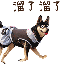 魔性狗子表情包!全属精品!