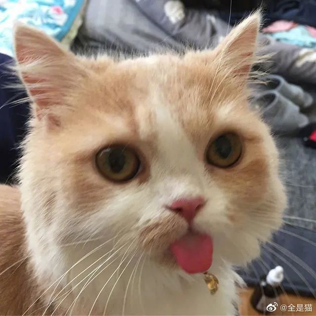 怎么还吐舌头呀小嗲精!这猫可爱死了!