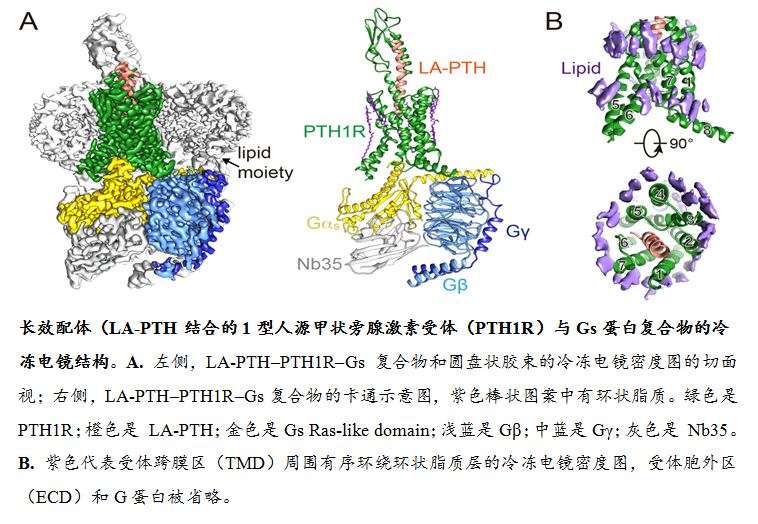 中国科学家主导，再获B类G蛋白偶联受体三维高清结构（综合）为寻觅治疗骨 