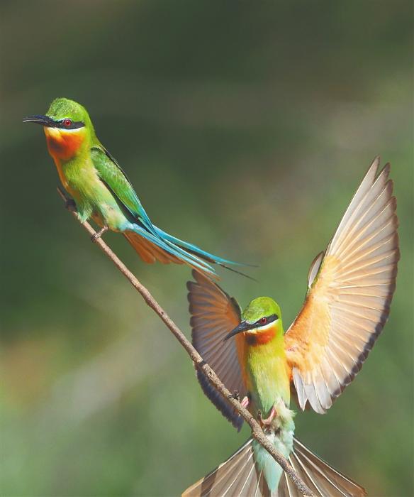 海南：“明星”候鸟曼妙身姿（最新发布）