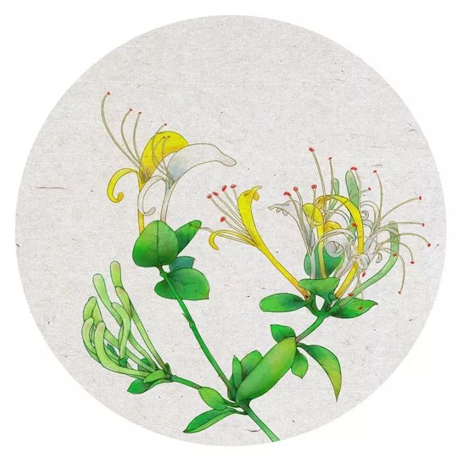 它曾是诸葛亮的解忧花,夏日必备!清热降火解