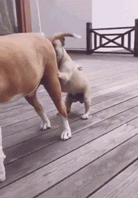 小姐姐都这么强壮了还练啊 动图 单身狗不如狗系列