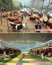 乌蒙总人口_乌蒙大草原(3)