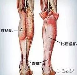 腿部肌肉