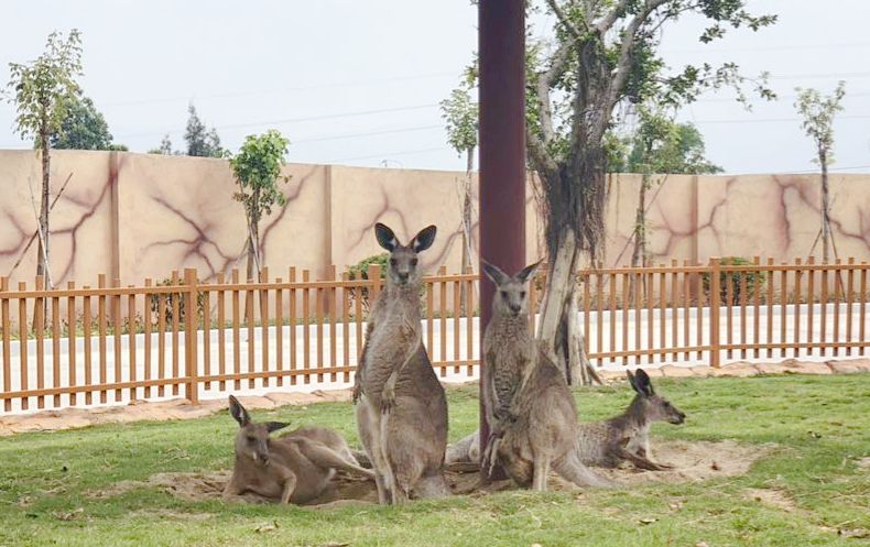 送送送!500 张门票免费送!海都萌宠嘉年华&