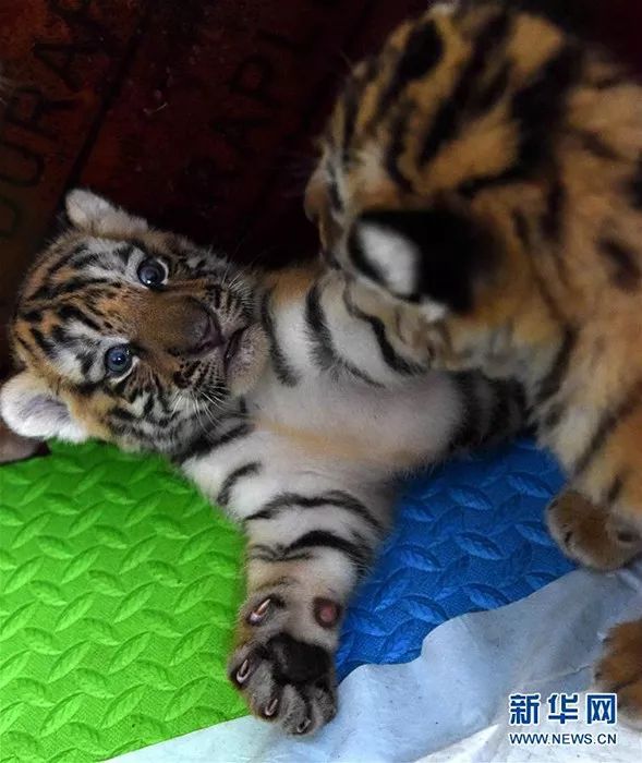 中国人工饲养繁育保护东北虎纪实:比养孩子还