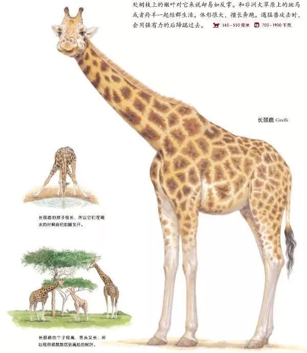 长颈鹿因为脖子长,所以喝水时会把前腿叉开,但是也因为个头高,所以