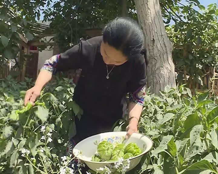 怎么搭葡萄棚 V1ym-heqpwqy3523025.jpg