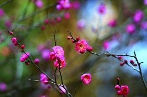 疯狂猜成语2什么蜂蝶_游戏新闻资讯_游戏鸟