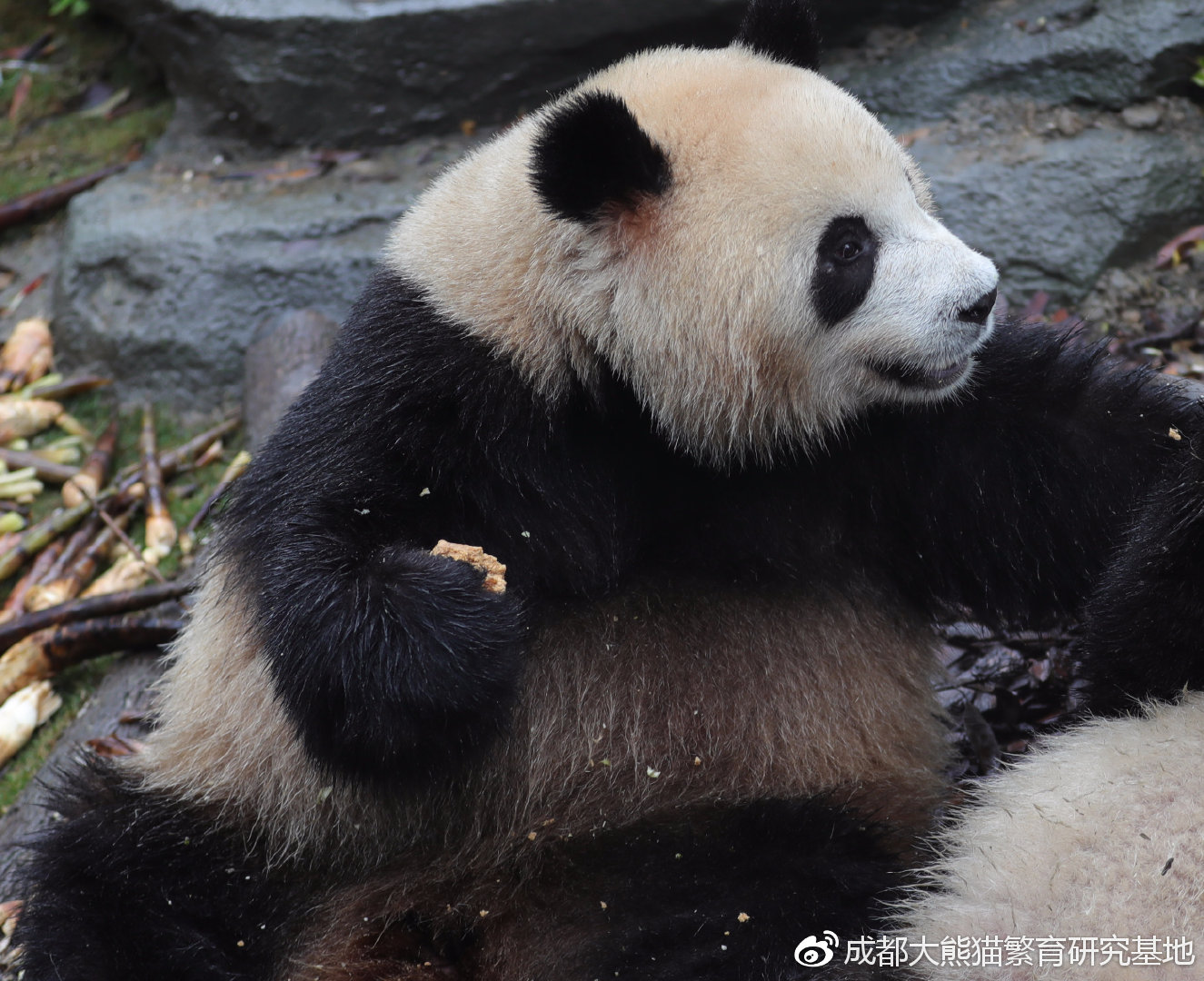 莪渄迪汋熊猫基地重视动物环境富化和行为训练