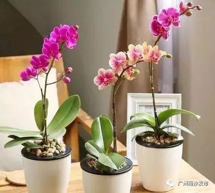 年花年桔别乱扔！除了送到收集点还能这样做