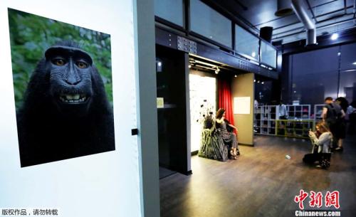 “自拍博物馆”在洛杉矶开幕，展品中包括著名的猩猩“自拍照”。