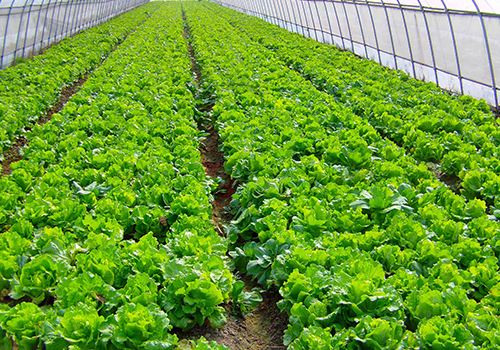 南京首个市级农业产业化联合体在溧水成立