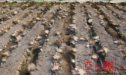 新疆呼图壁县大丰镇树窝子村农民成功试种熊掌