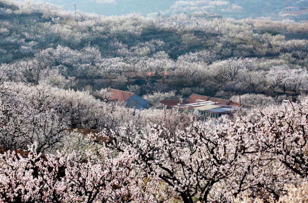 为什么乡村振兴要看青岛?这个春天,被TA的美