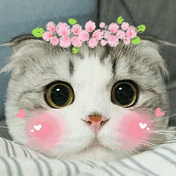 萌宠表情包|超萌可爱的猫咪向你袭来,老夫的少女心啊!