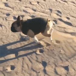 爆笑gif图:我感觉和照片相比相差不大呀