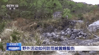 黄蜂主动伤中国财经网站人致3死5伤 野外活动你